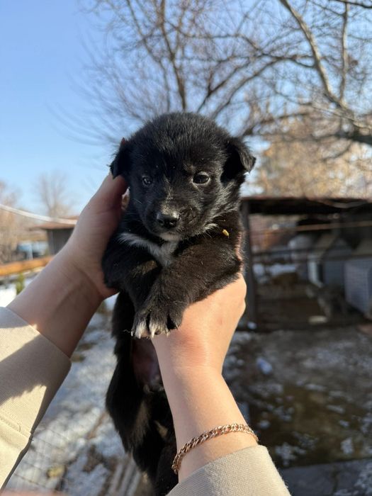 Отдам в любящие руки щенка девочку