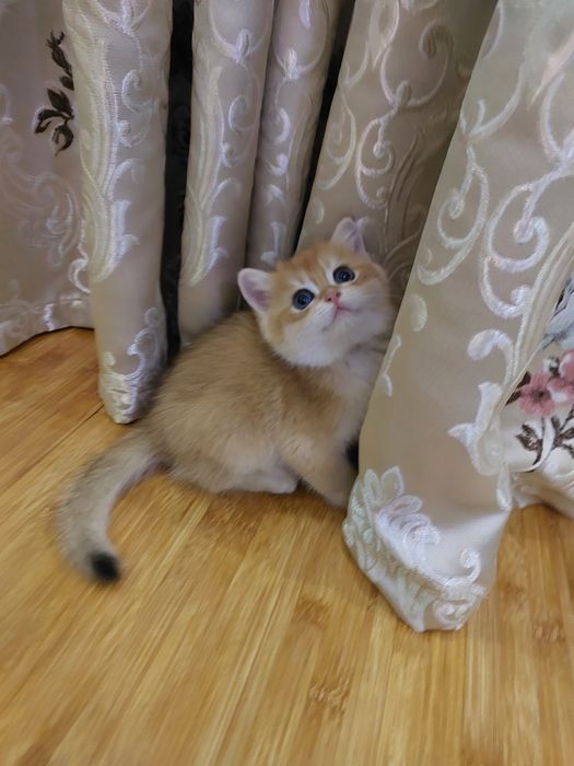 Британ шиншилла мушукчалари!
