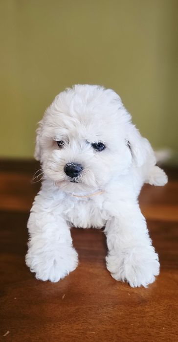 Bichon Frise cu pedigree-pregătiți să-și umple noua familie cu dragoste și bucurie