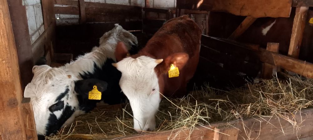 vand vaci juninci si vitele