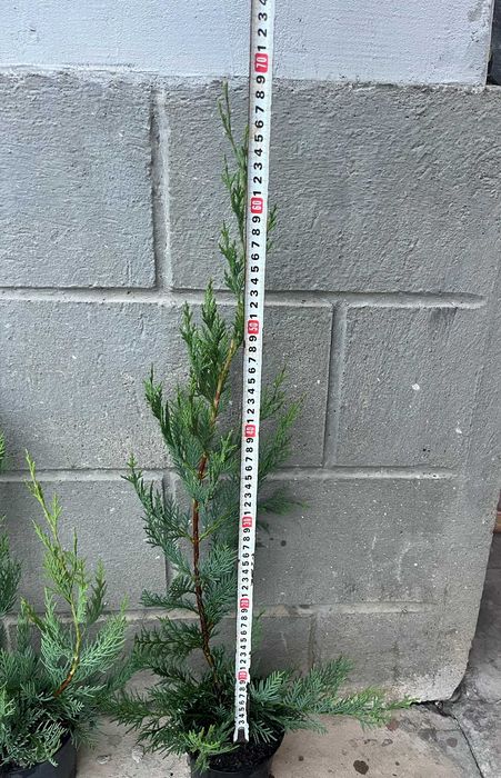 Лейландски кипарис за жив плет