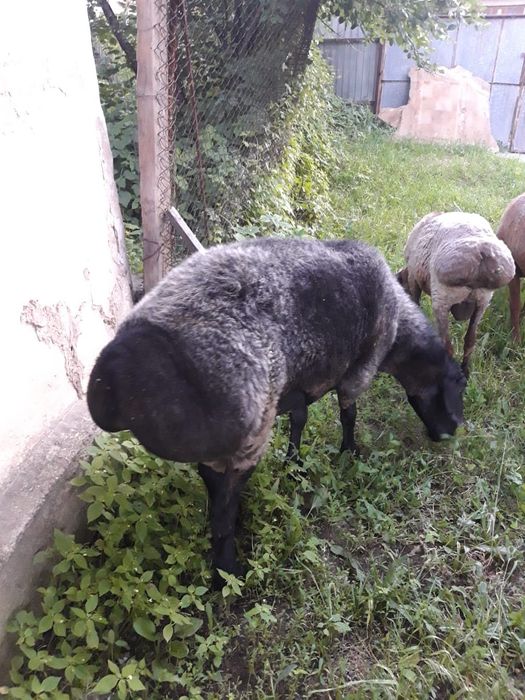 Продам продам продам продам продам