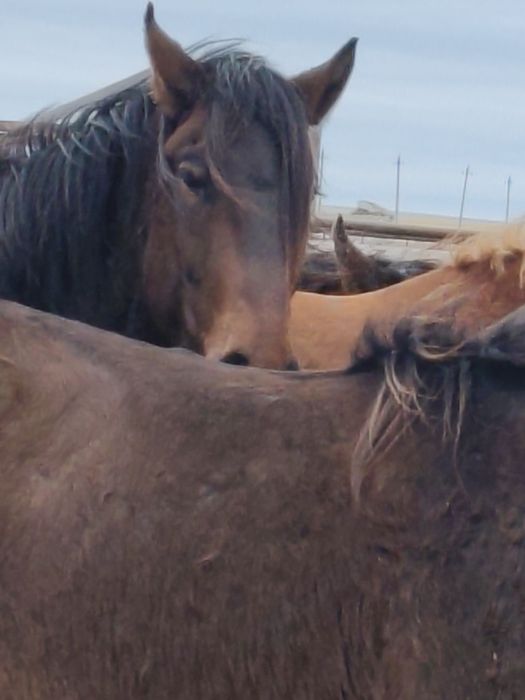 Айғыр сатамын дөнен