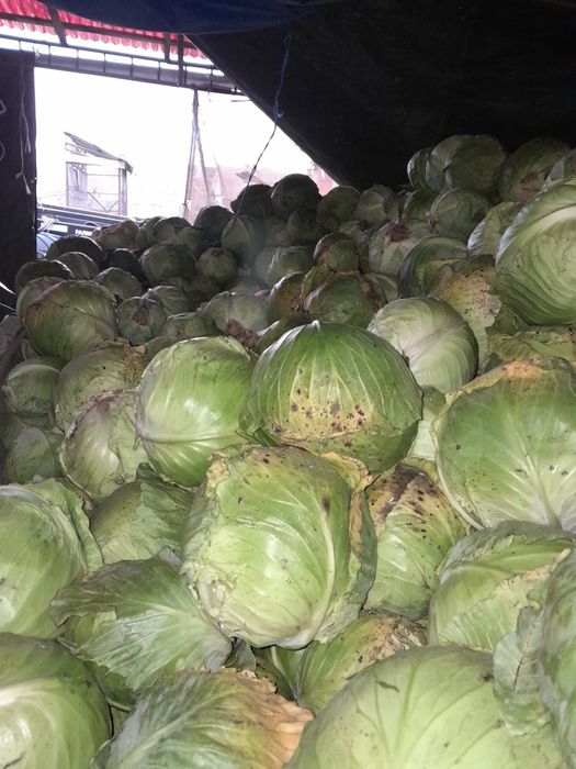 Vând porumb,varză,grâu,ovăz,cartofi,floarea soarelui