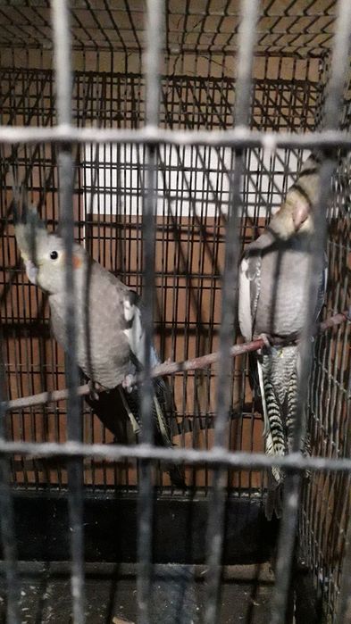 Карела сотилади 1 пар рабочи