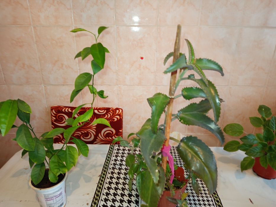 Продам комнатные растения