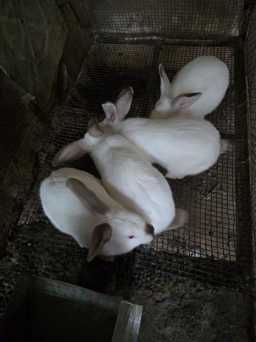 Продаются кролики