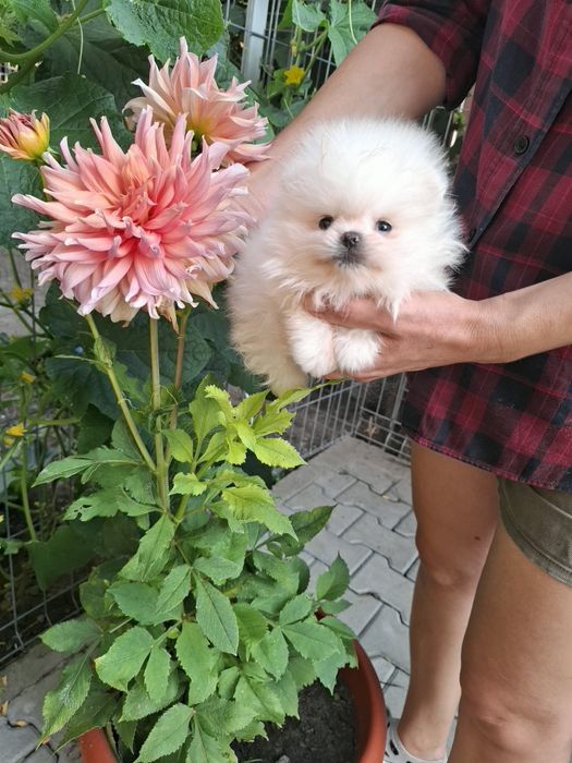 Pomeranian pui mascul