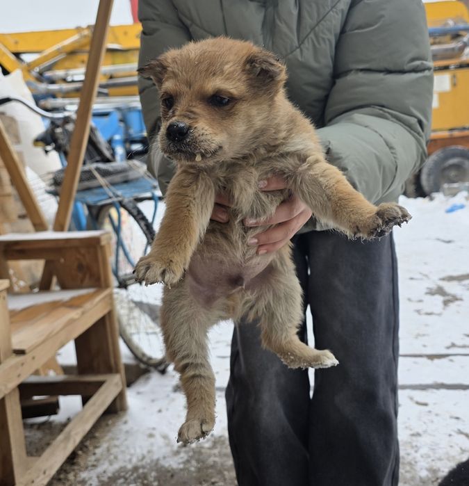 Щенки бесплатно в добрые руки!