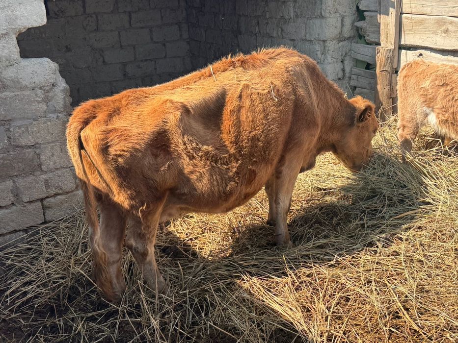 Сиыр сатылады бузауымен