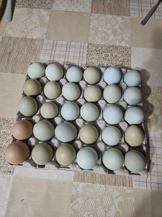 Vindem ouă de casa