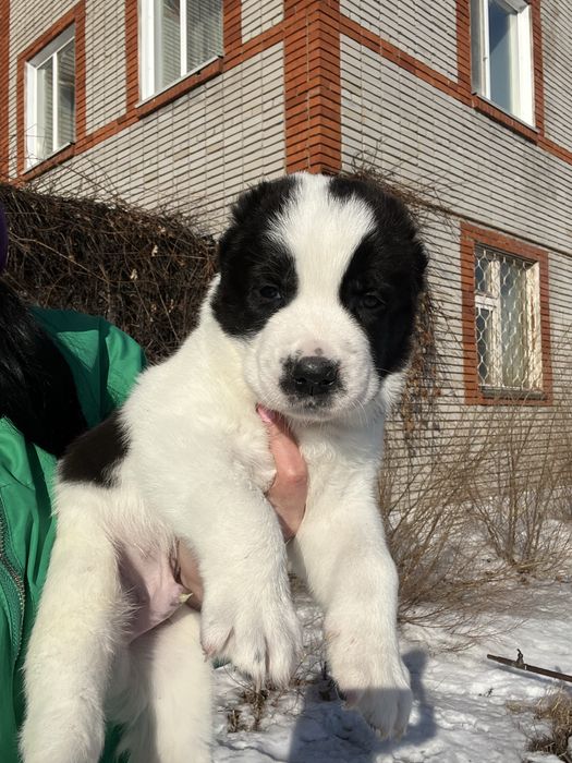 САО щенки в продаже