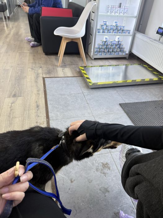 Собачка 7-8 мес, девочка очень ласковая