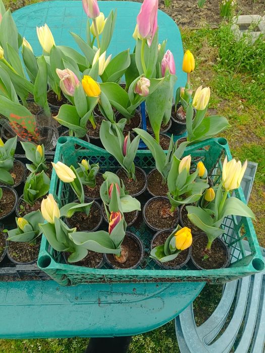 Лалета за градината