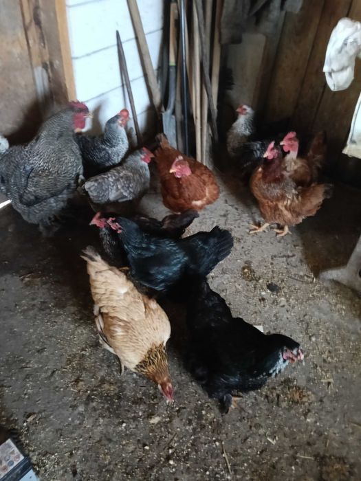 Vînd găini țărănești