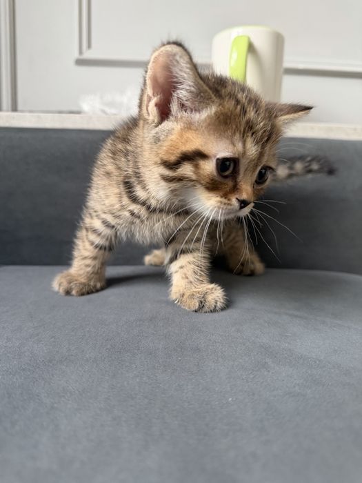 Продаем очаровательных шотландских котят!