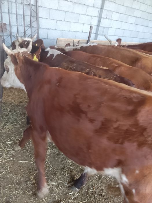 12 Бас бұқа зор бұқалар