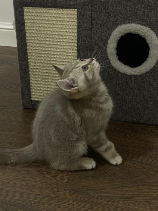 Продам котенка шотландец