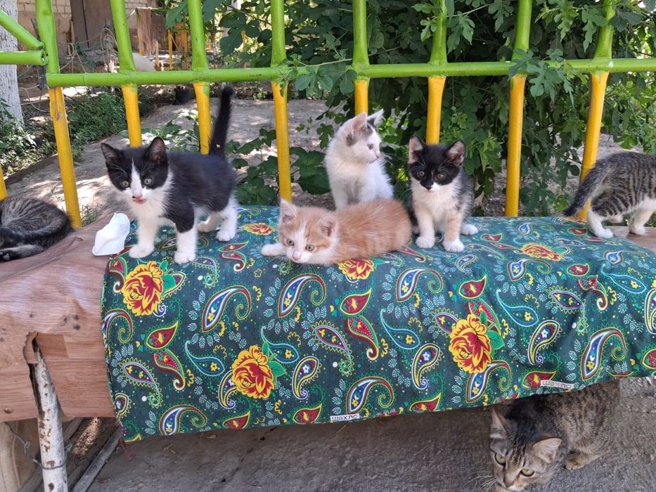 Маленькие котята