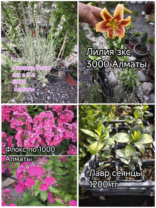 Цветы для красивого сада