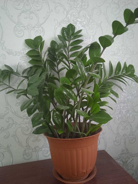Продам замиокулькас комнатное растение