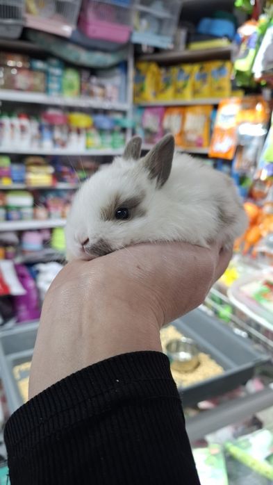 Поступление карликовых крольчат