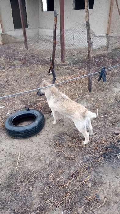 күшік сатылады қазақй Жаркент қаласы