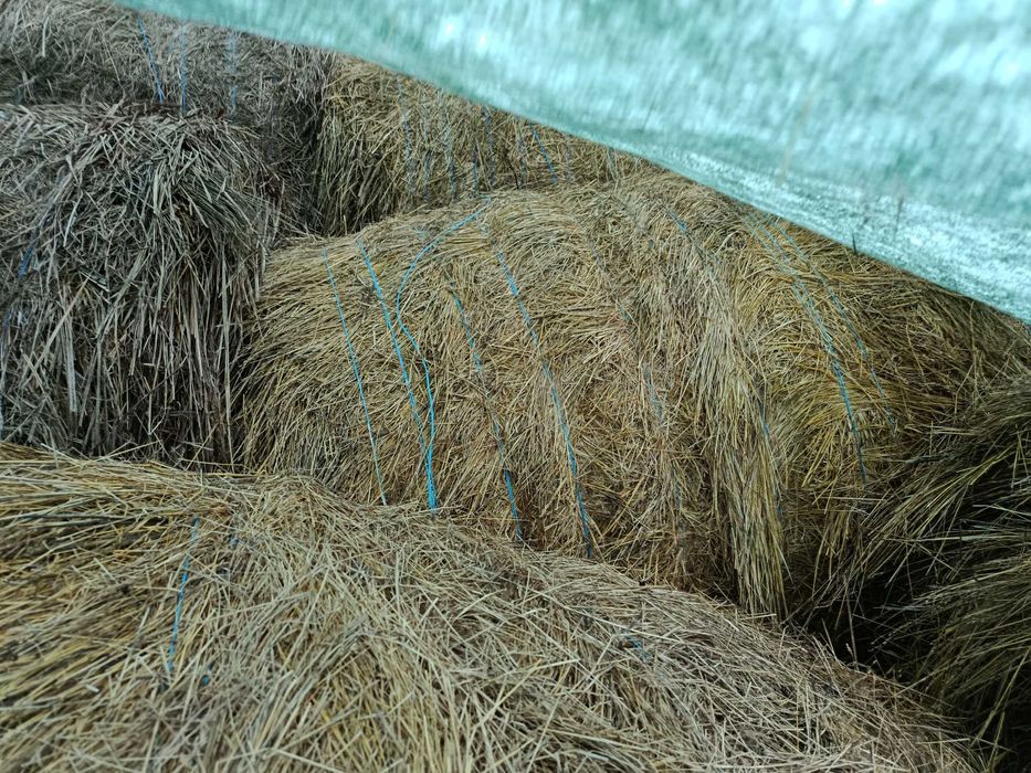 Vand baloti fan paie