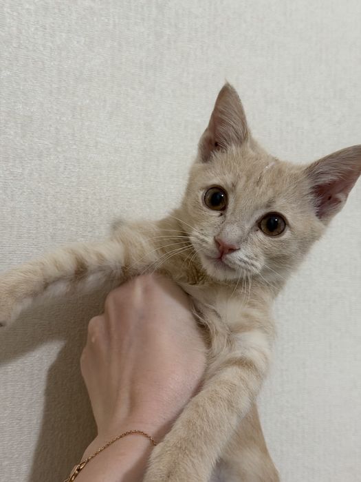 Котенок, рыжего цвета