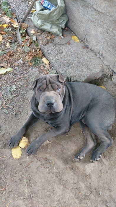 Случка. Шарпей. Кабель.