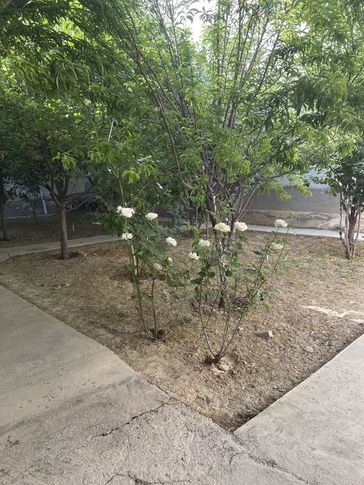 ховли сотилади келес киров