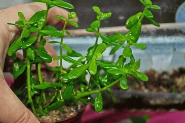 Продам аквариумное расстения