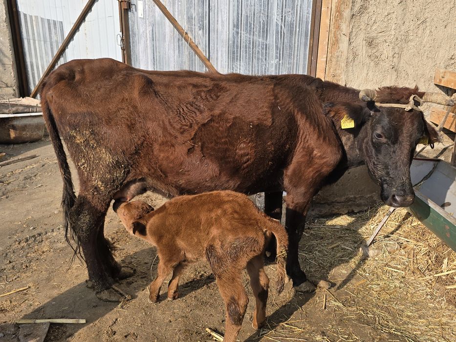 Она бола сигир  боласи букача