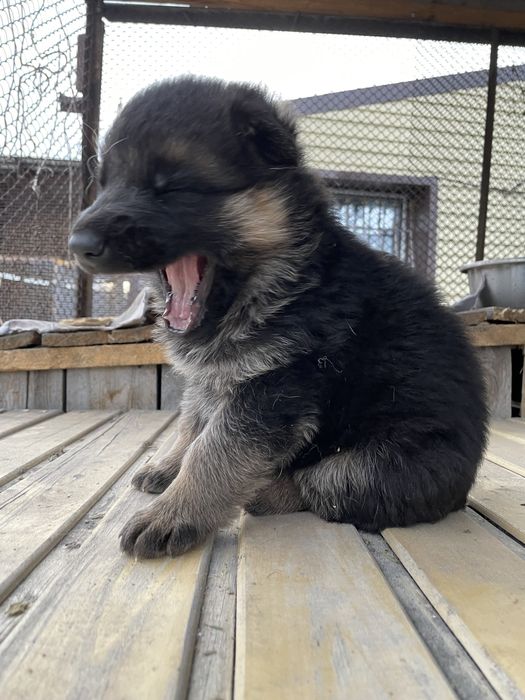 Щенки немецкой овчарки