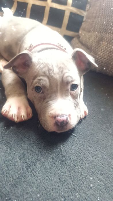 Американско були ХЛ