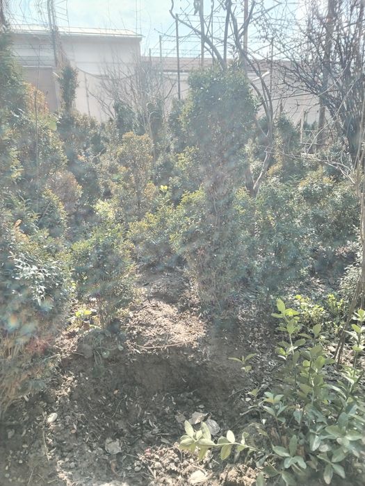 шамшод кучат бор