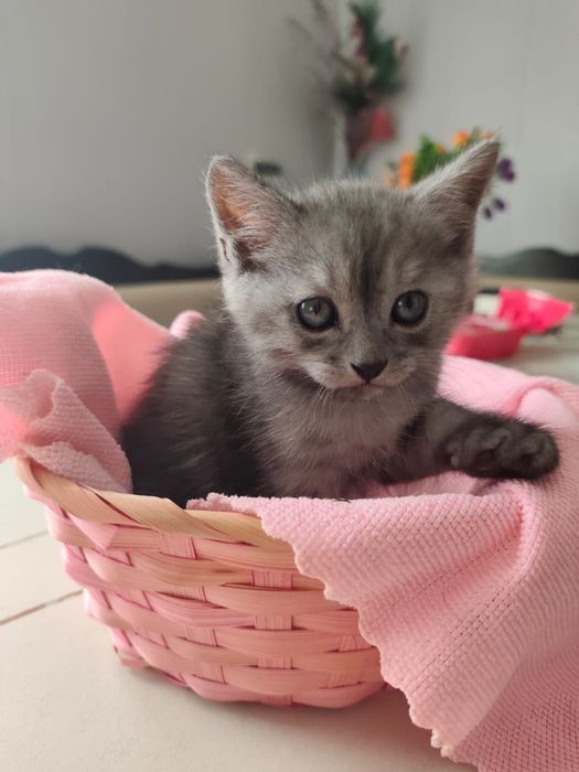 Животные кошки .