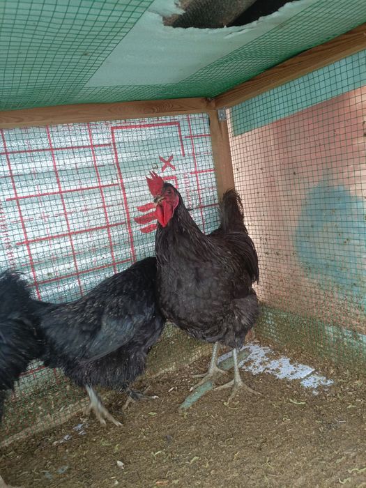 Жерс гигант.     .