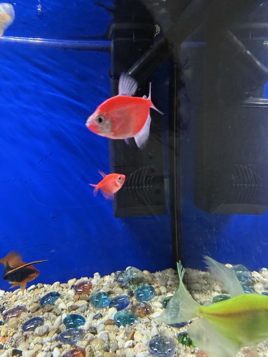 Vand acvarii urgent !!!