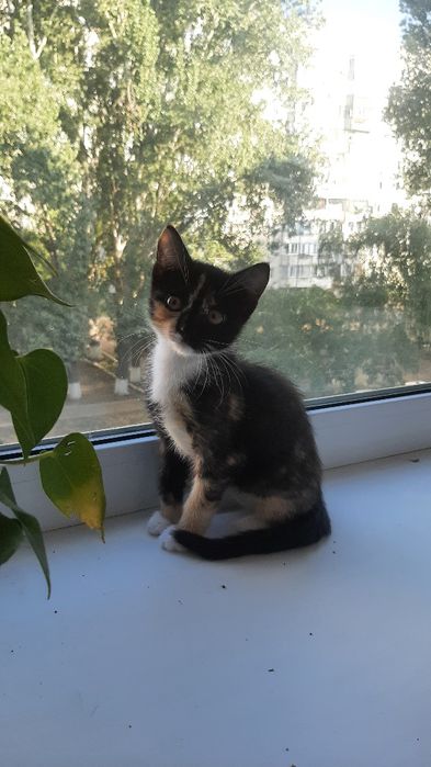 Котята , мальчик и девочка