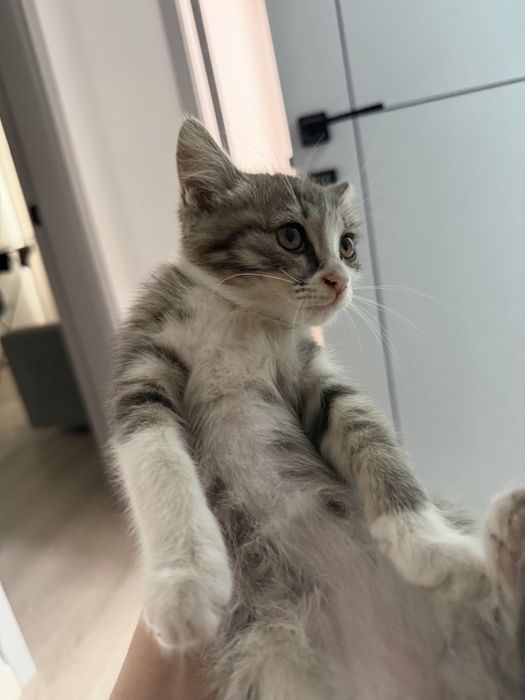 Котенок в хорошие руки