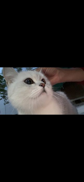 Britanskiy Serebristiy Shinshilla NS11 Baby face