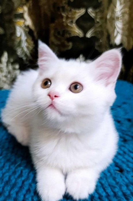 Очаровательные котята-девочки ищут заботливый дом