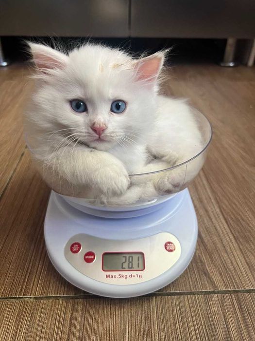 Котята, возраст 2 месяца