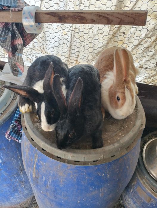 Vând iepuri hycole!