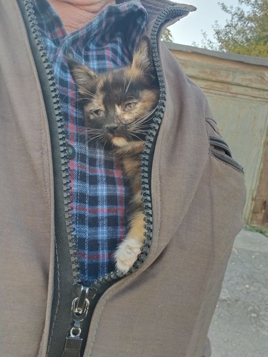 Котёнок  домашний ласковый мысык