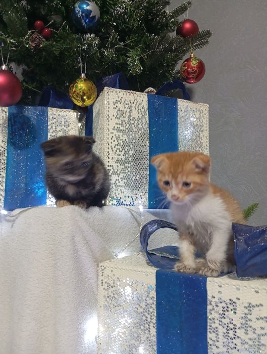 Веслоухие котята не дорого бодрые игривые не капризные