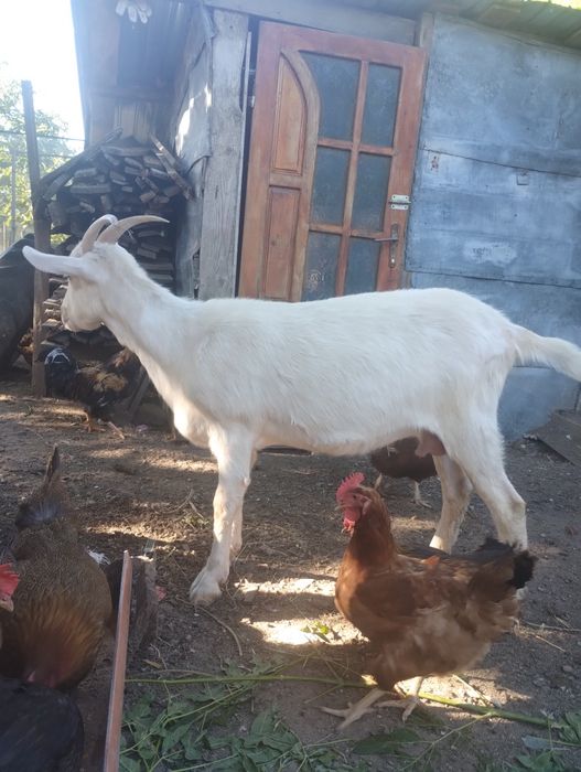 Capra de vânzare foarte blândă