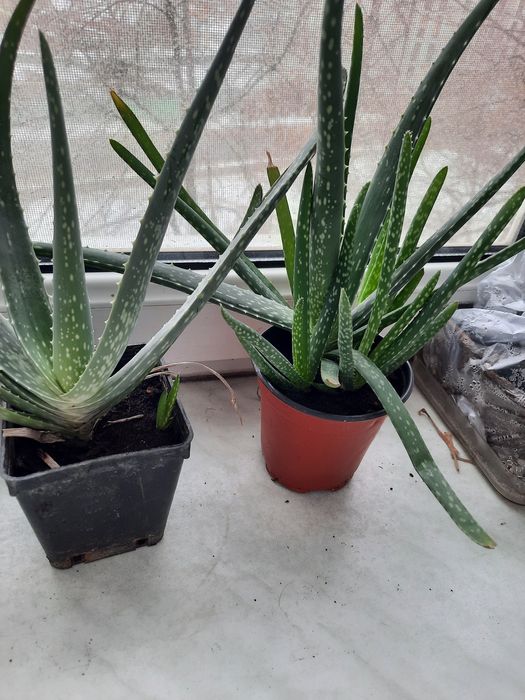 Продам алоэ вера
