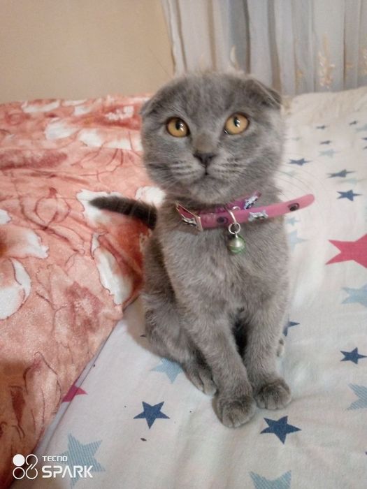 Мушук еколган Андижон шахар 2Андижон топканга суюнчи бор